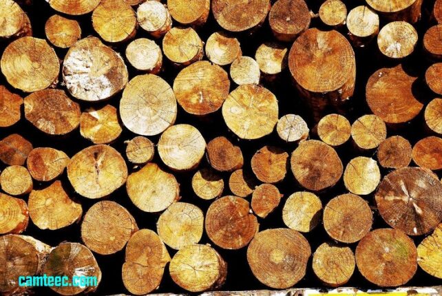 Obeche wood for sale Africa: Favorable terms