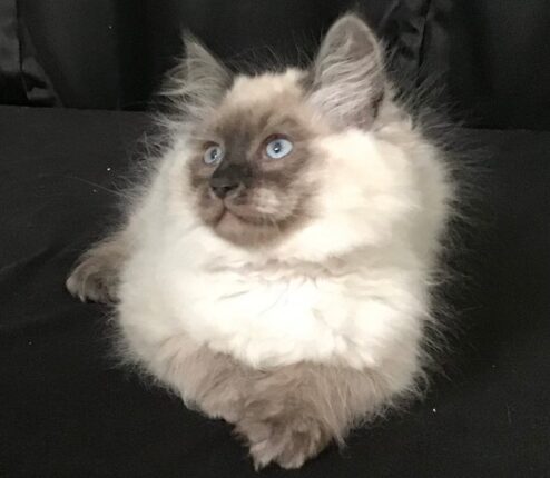 Get the Best Siberian Russian Kittens for Kids at Home