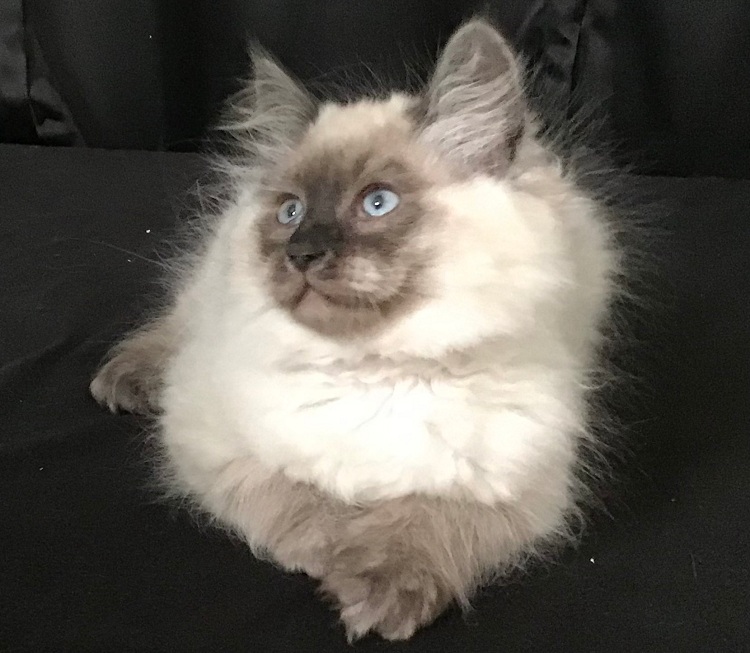 Get the Best Siberian Russian Kittens for Kids at Home