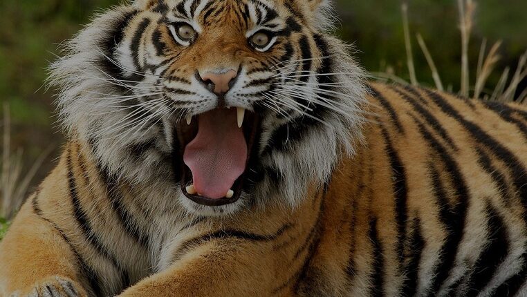 Introduce your kids with South Florida Exotic Animals