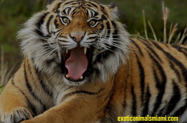  Introduce your kids with South Florida Exotic Animals