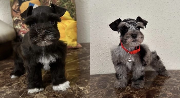 Some details on Shorthaired Chihuahua puppies for sale